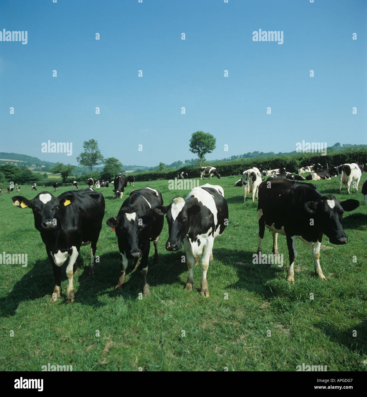 Black and white cow dairy hi-res stock photography and images - Alamy