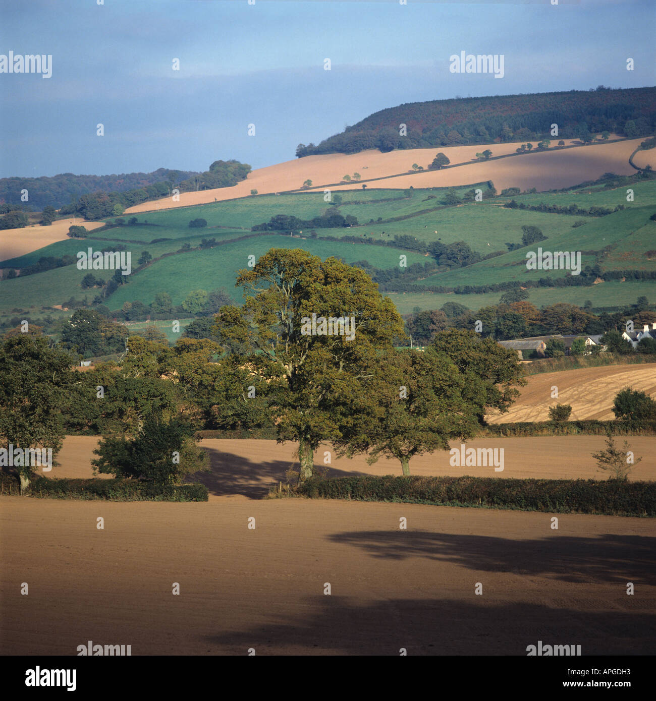 Autumn farmland with trees soil seedbeds and Devon countryside Stock Photo