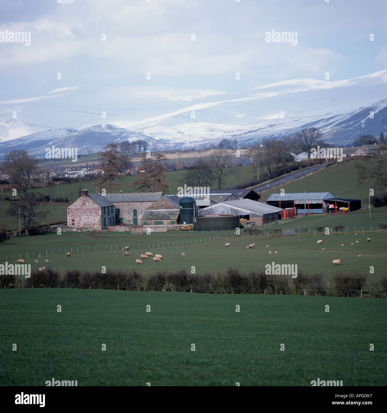 Old farm house modern farm buildings sheep grazing with snowy pennine backdrop westmorland
