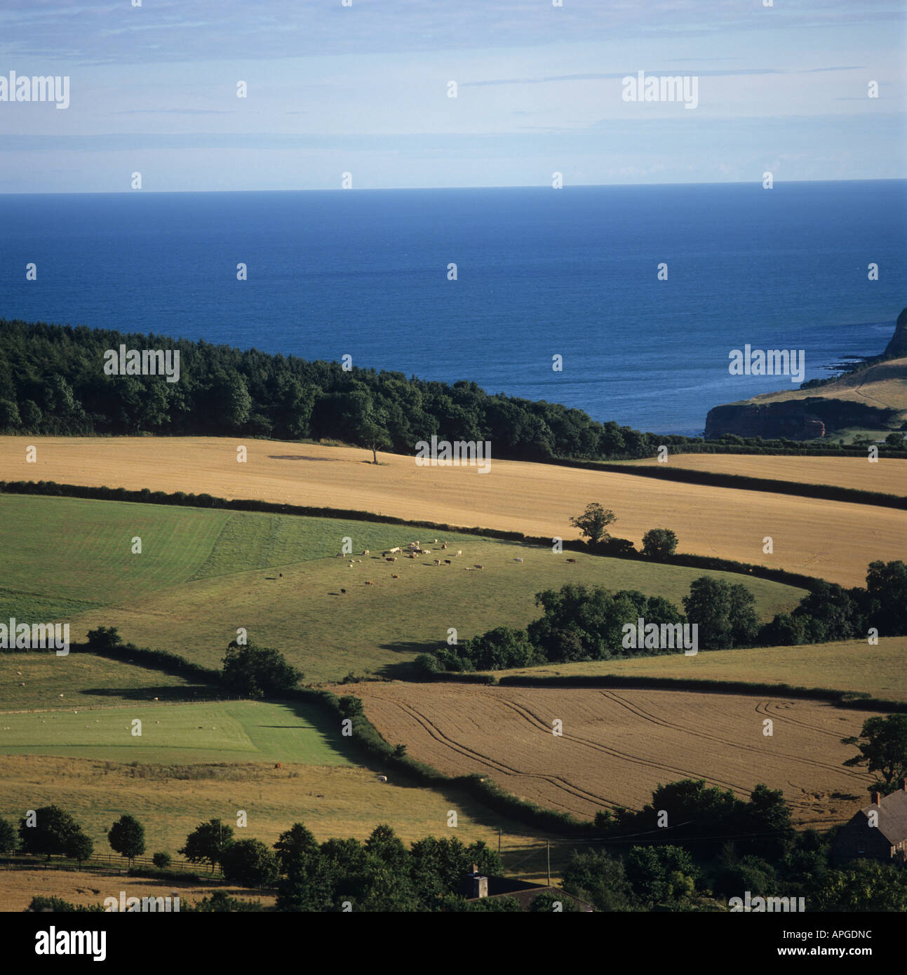 View over coastal farmland with sea ripe golden cereals cattle woodland Sidmouth Devon Stock Photo