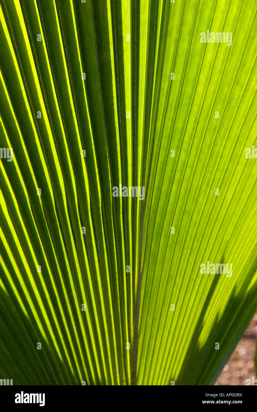 Backlit Loulu Palm leaf, Hawaii Stock Photo