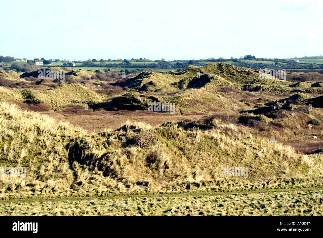Established dune system Kenfig national nature reserve, Porthcawl ...