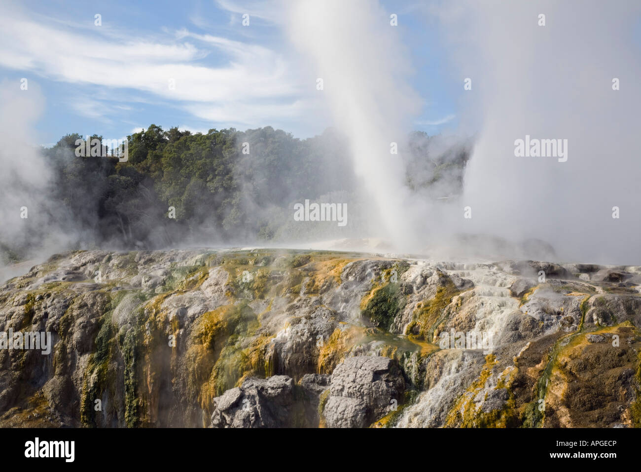 Pōhutu Geyser Exploding Pohutu geyser erupting steaming water in Te Puia in Whakarewarewa ...