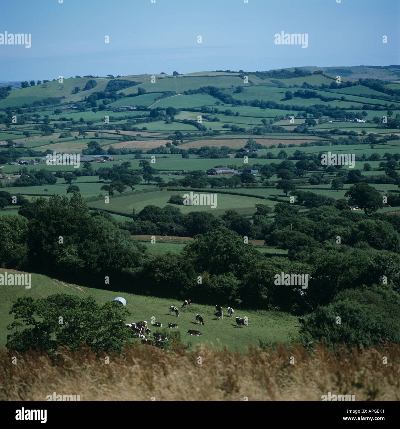 Rolling Devon farmland in summer with small fields trees grazing cattle Stock Photo