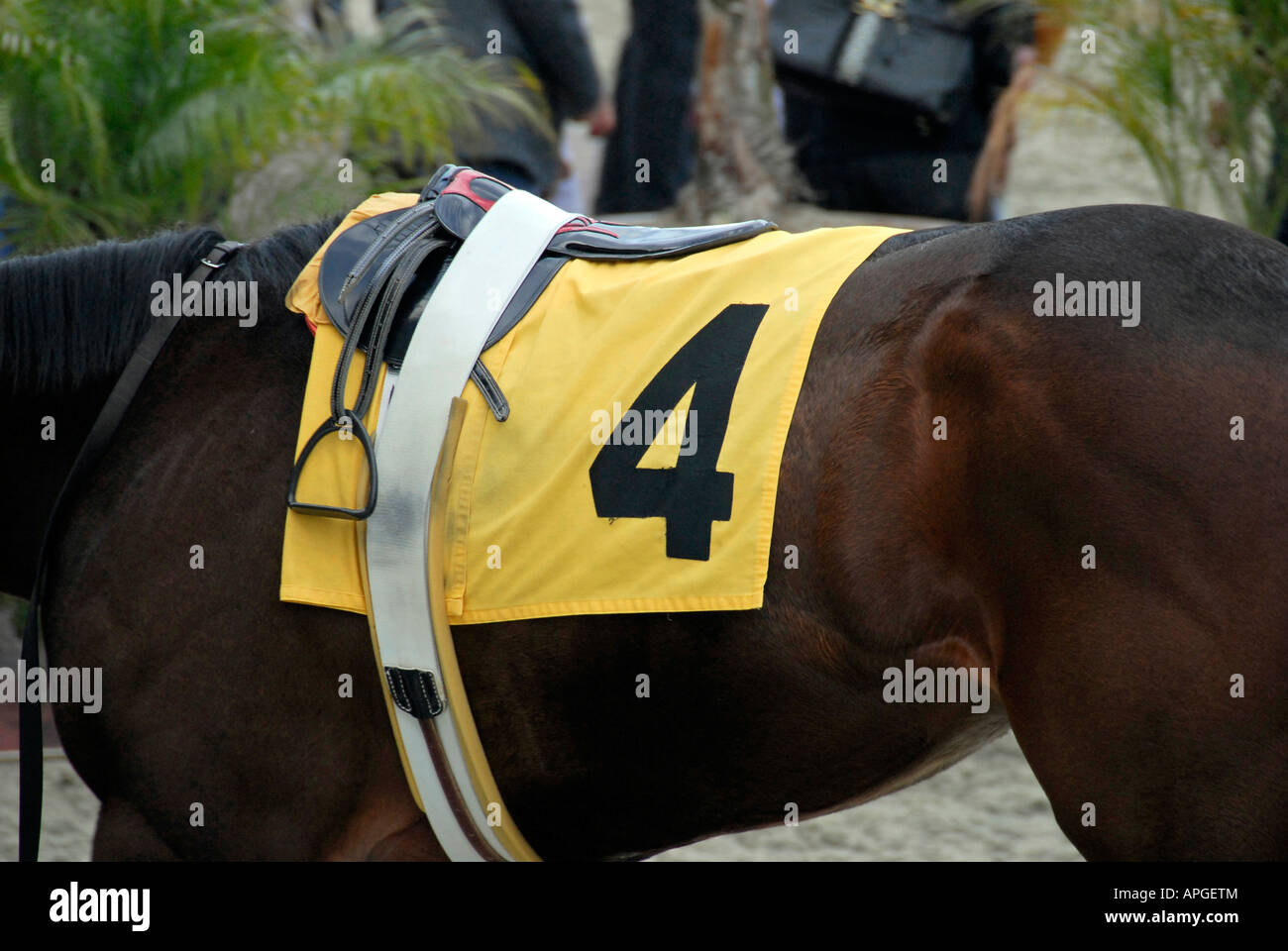 'Racehorse Number Four, California' Stock Photo