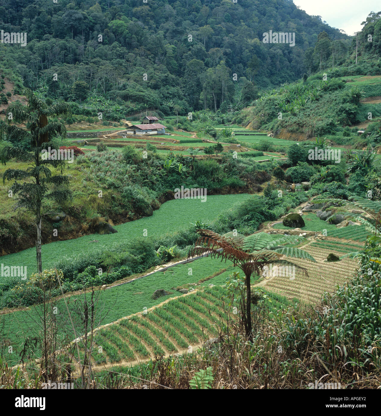 View over terraced vegetable farmland in the Cameron Highlands Malaysia Stock Photo