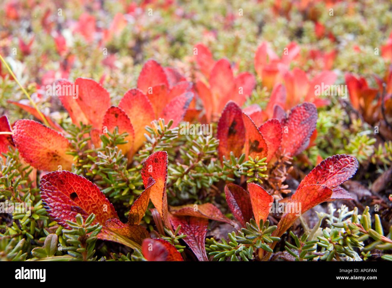 alaska denali national park bearberry and labrador tea in fall Arctostaphylos alpina Stock Photo