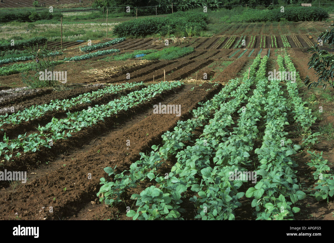 The Kings Project in Northern Thailand set up to stop poppy growing and heroine production Stock Photo