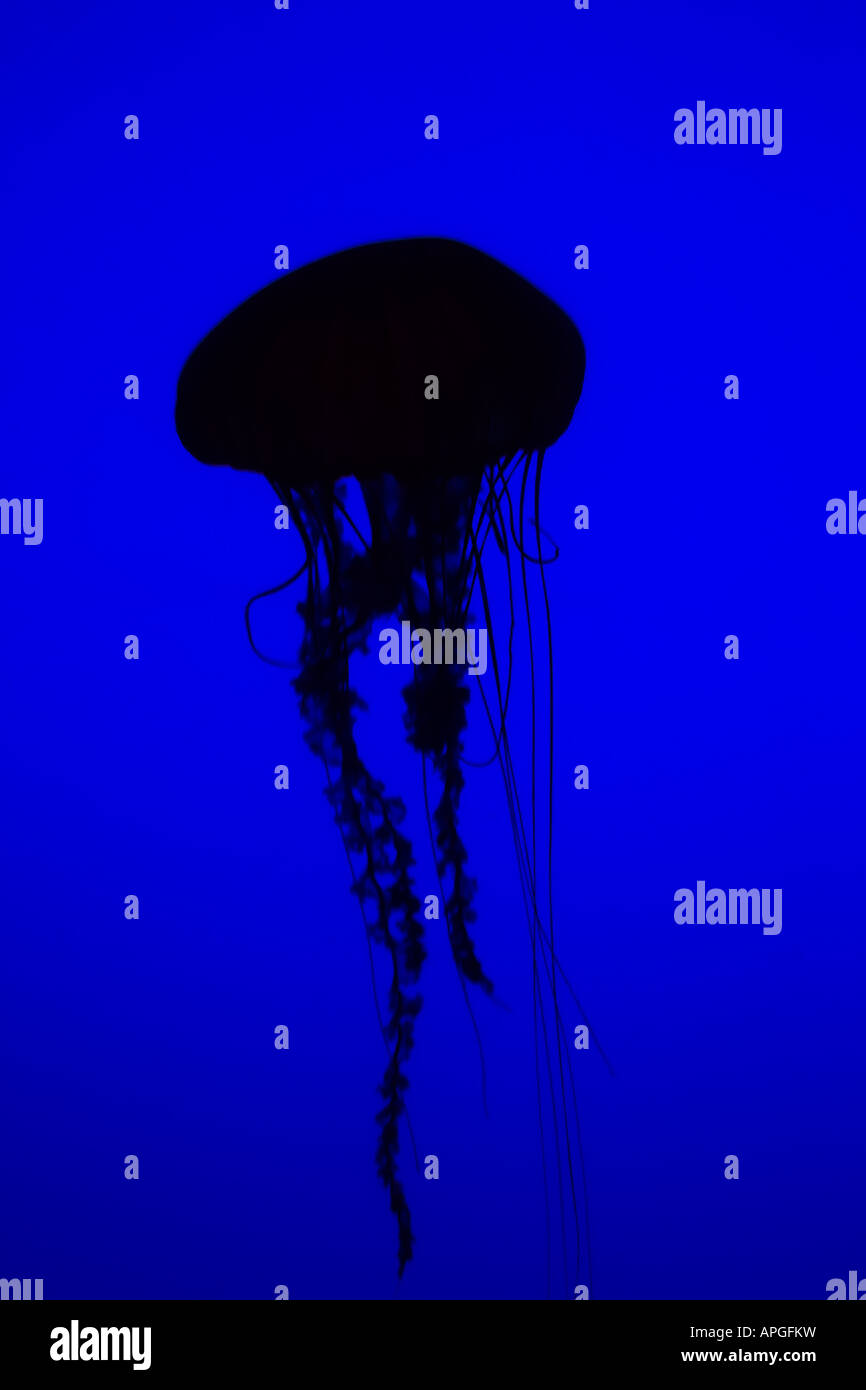 Jelly fish on blue background Stock Photo - Alamy