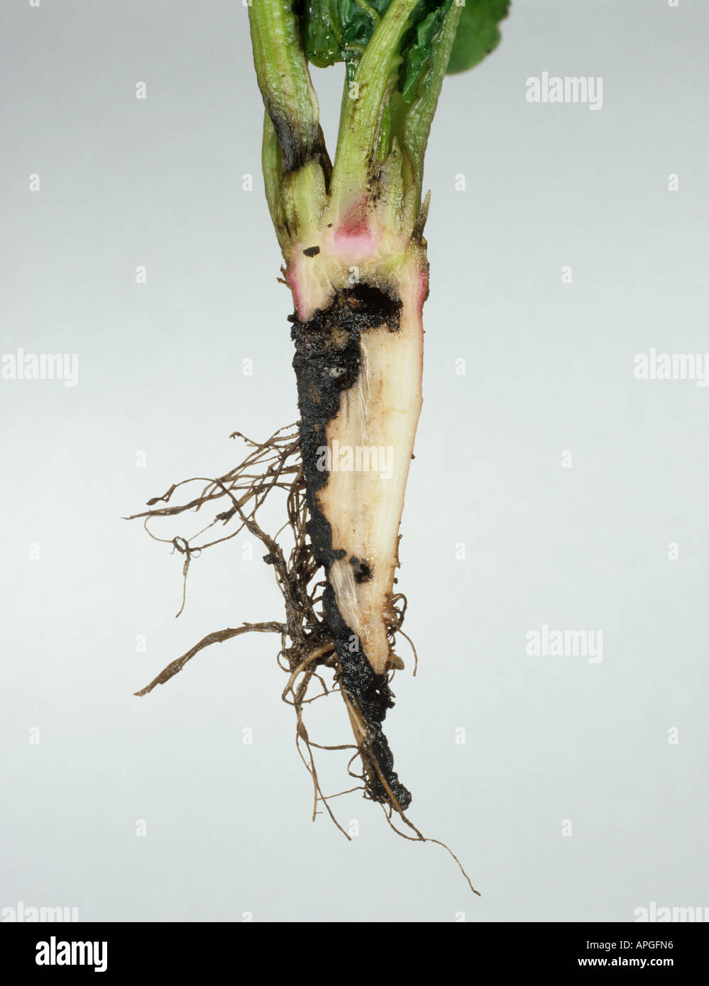 Wireworm damage Agriotes spp to young sugar beet tap root Stock Photo ...