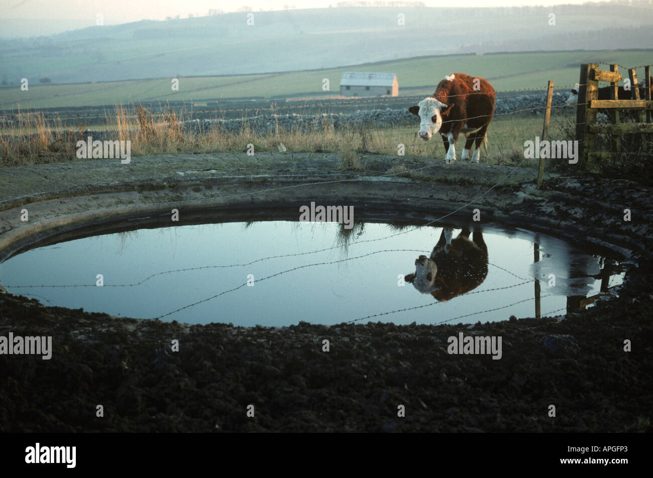 Single steer standing by a dewpond in Peak District Derbyshire Stock Photo