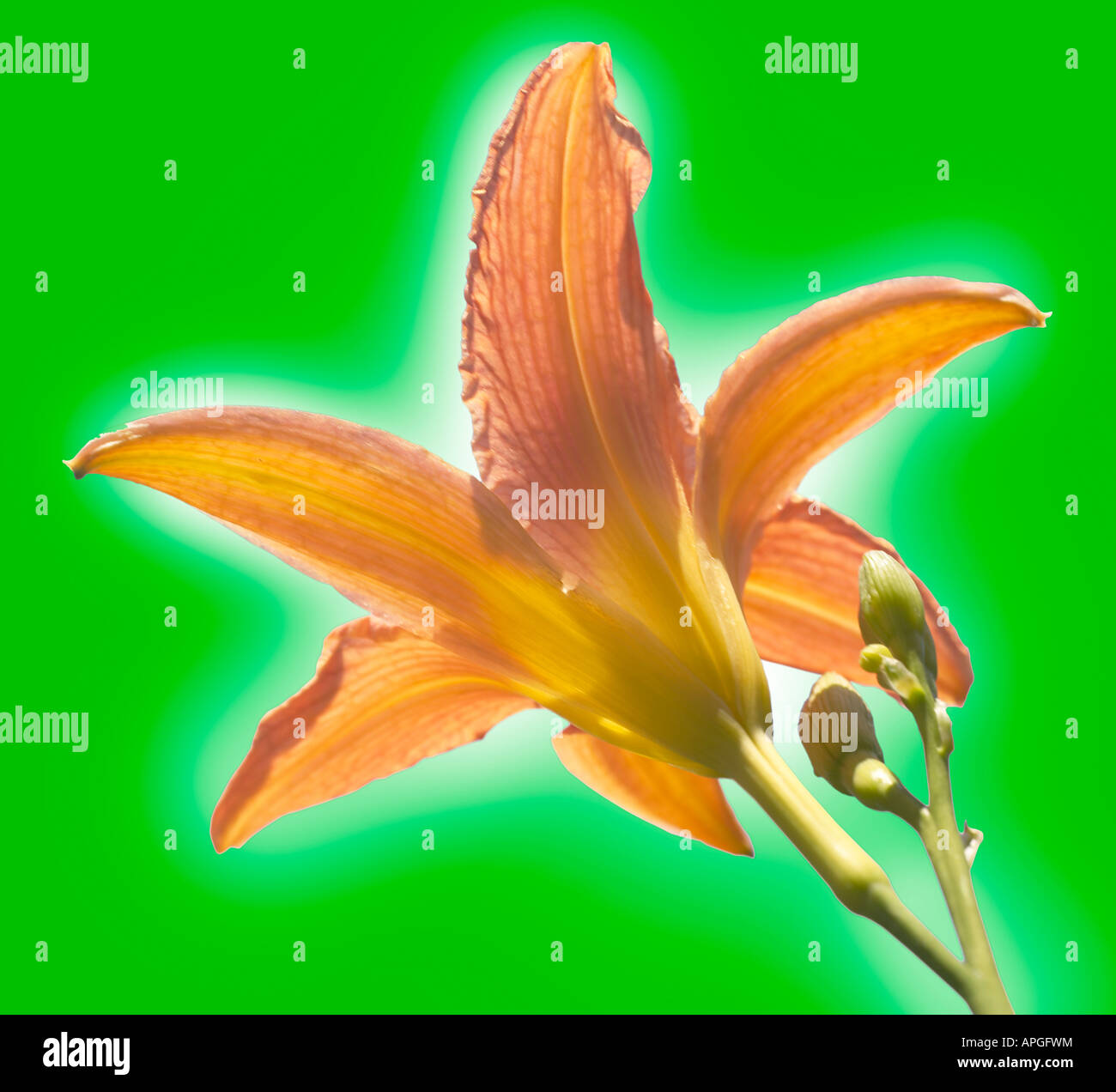 Close up concept conceptual metaphor metaphorical symbolic symbol bloom ...