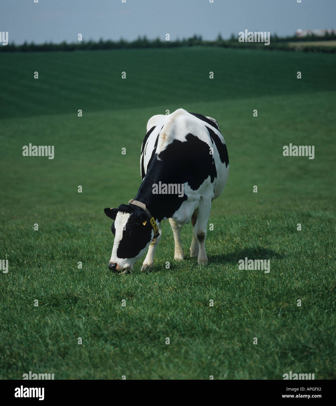 Holstein Friesian cow grazing on good spring grass Hampshire Stock Photo