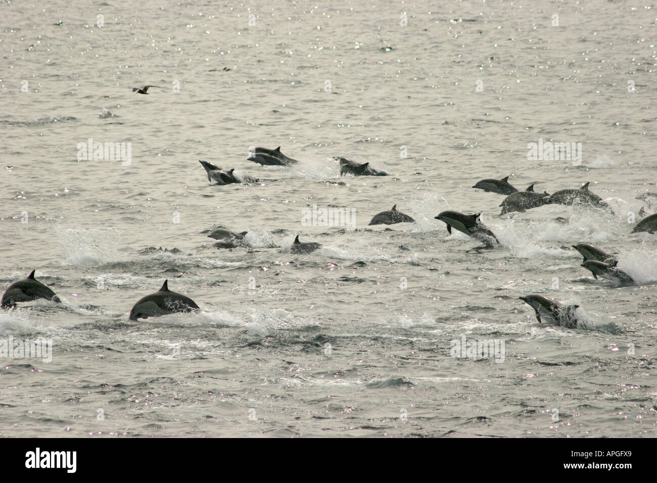 Group of Common Dolphins leaping clear of water Stock Photo