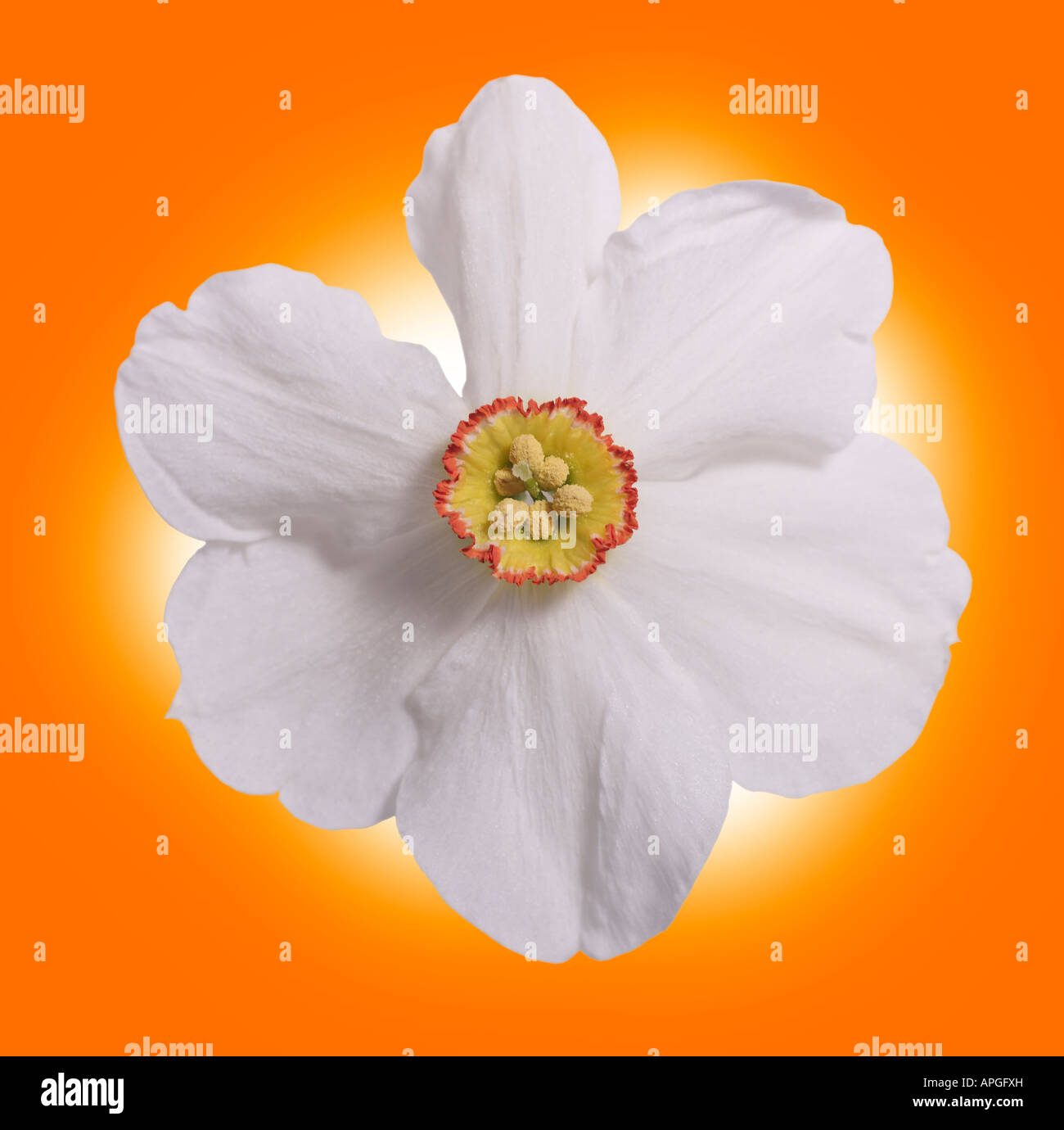 Close up concept conceptual metaphor metaphorical symbolic symbol bloom ...