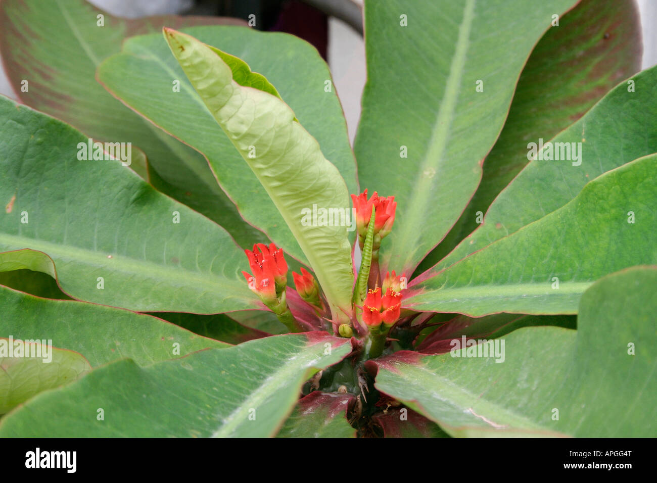 Botany tropical red flower shrub, Singapore Stock Photo