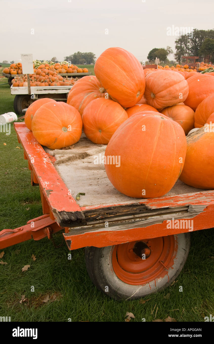 Pumpkins for sale at market Stock Photo - Alamy