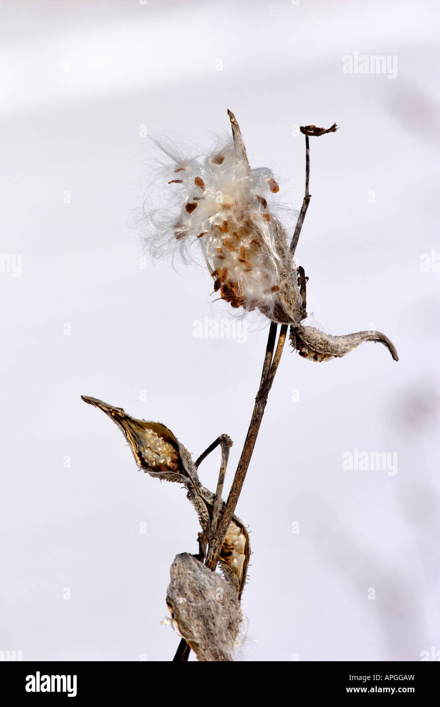 Milkweed (Asclepias syriaca) seedpod in winter. Stock Photo