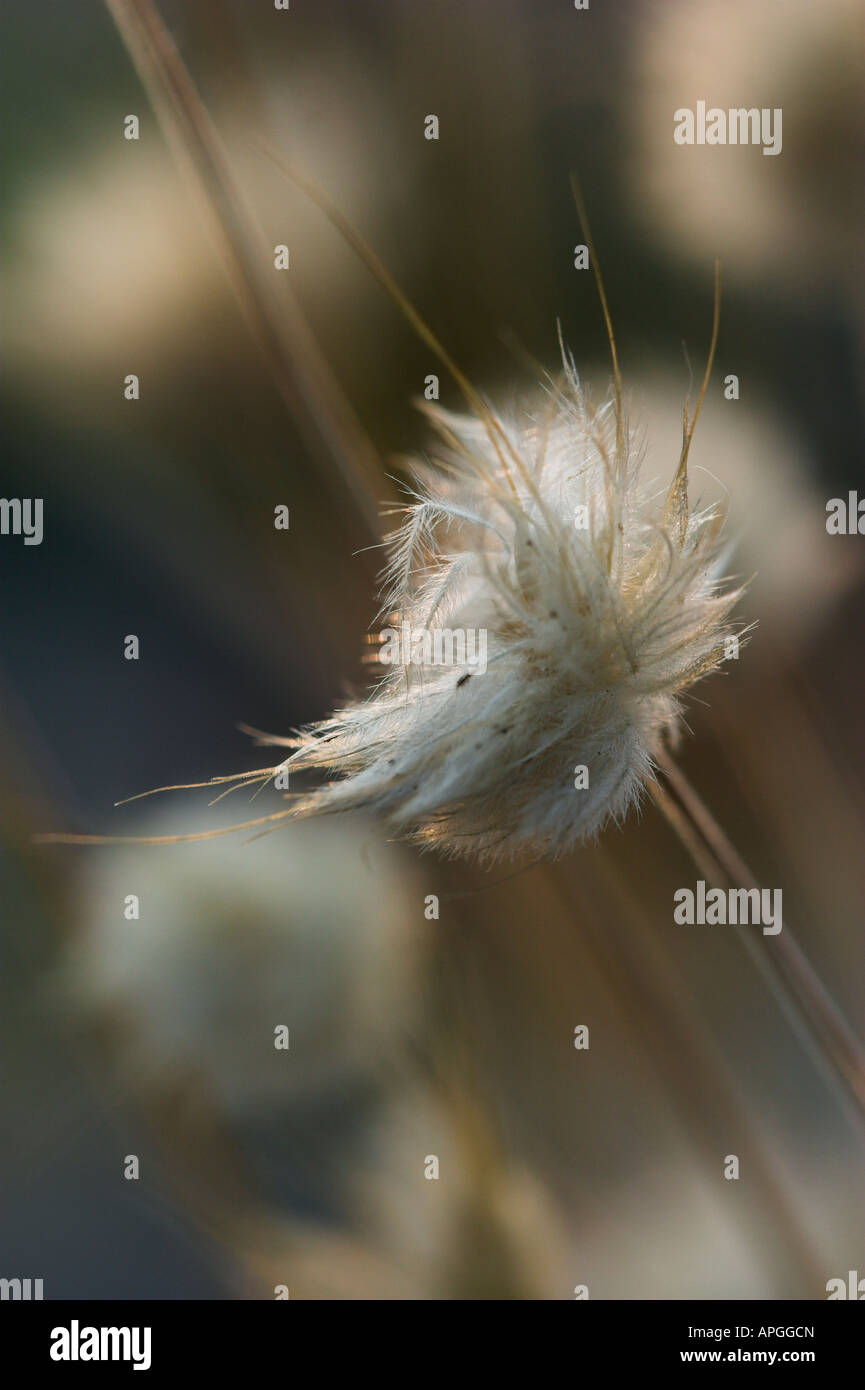 Harestail grass hires stock photography and images Alamy