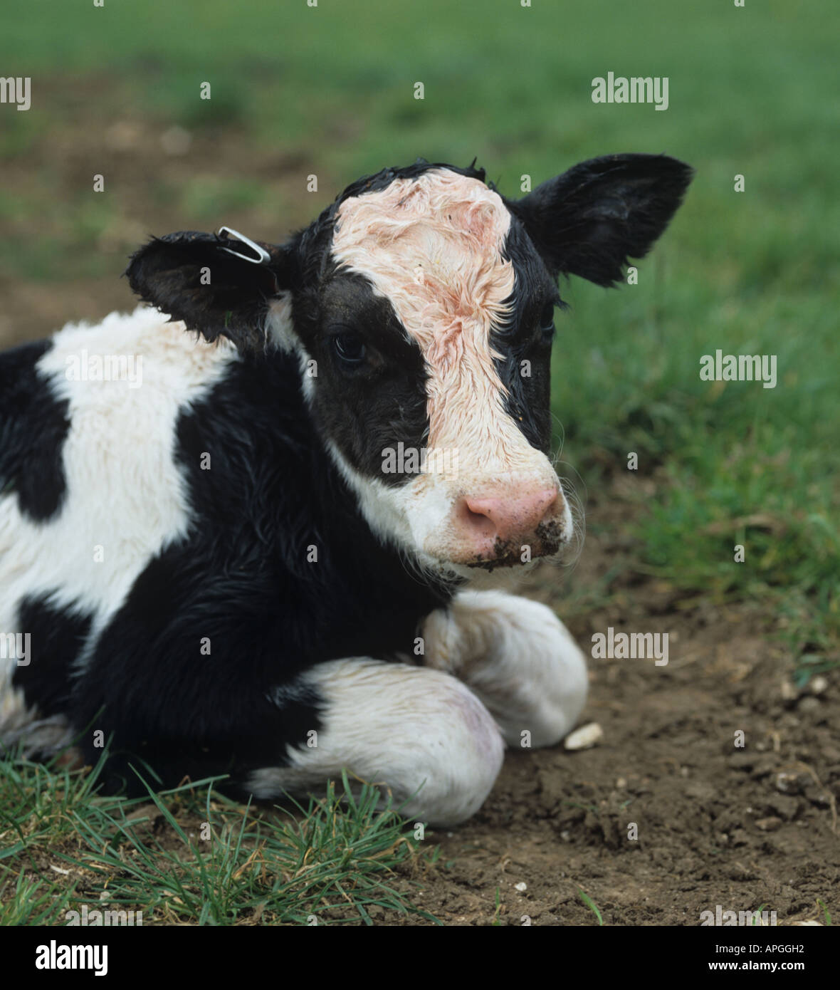 Face on to a new born Holstein Friesian calf still bloody from birth Stock Photo