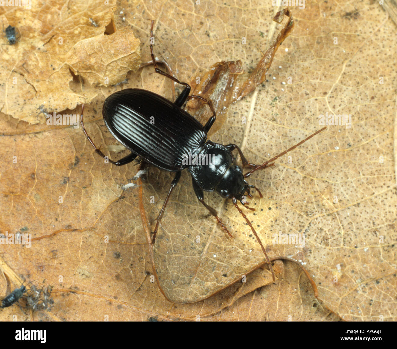 A ground beetle Nebria brevicollis a natural predator of pests and other small animals Stock Photo