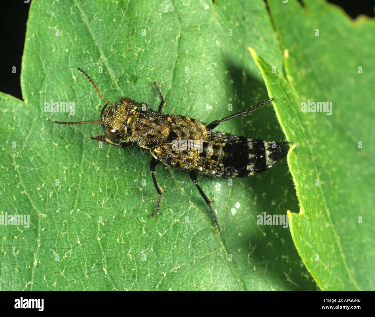 A rove or staphylinid beetle Ontholestes murinus a predator of fly larvae Stock Photo
