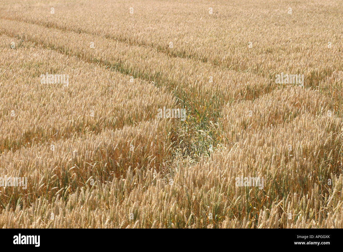tractor tracks in mature wheat field crop Stock Photo - Alamy