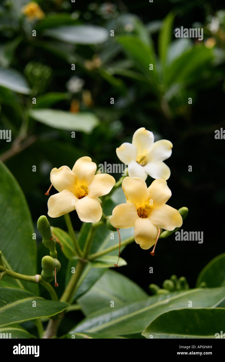 Pua Kenikeni Fagraea berteroana, Hawaii Stock Photo