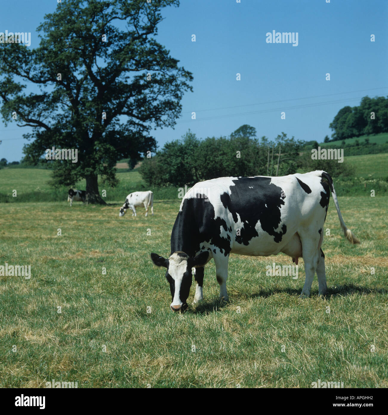 Dry Holstein Friesian dairy cows on dry summer pasture Devon Stock ...
