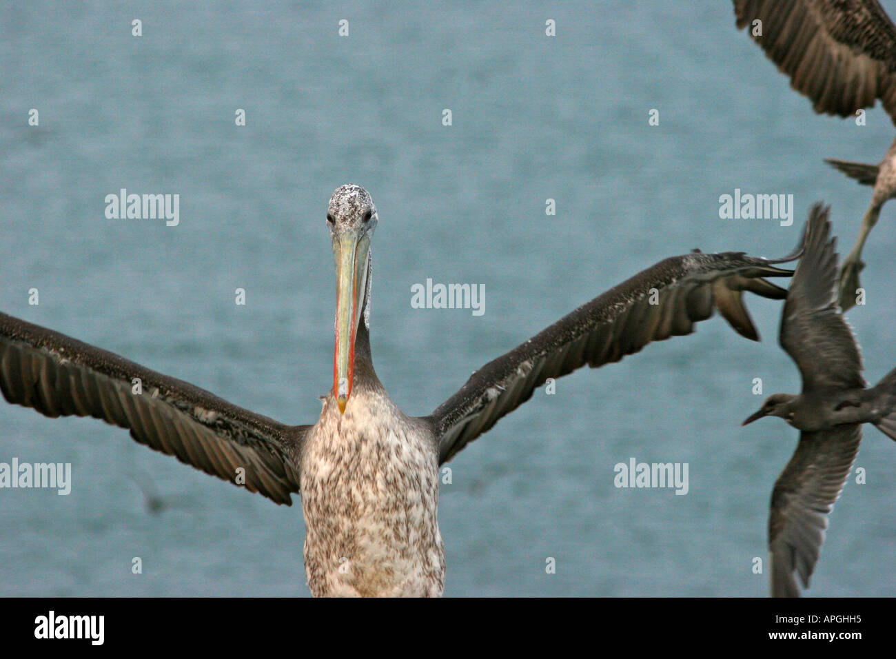 Peruvian Pelican Taking Flight Stock Photo
