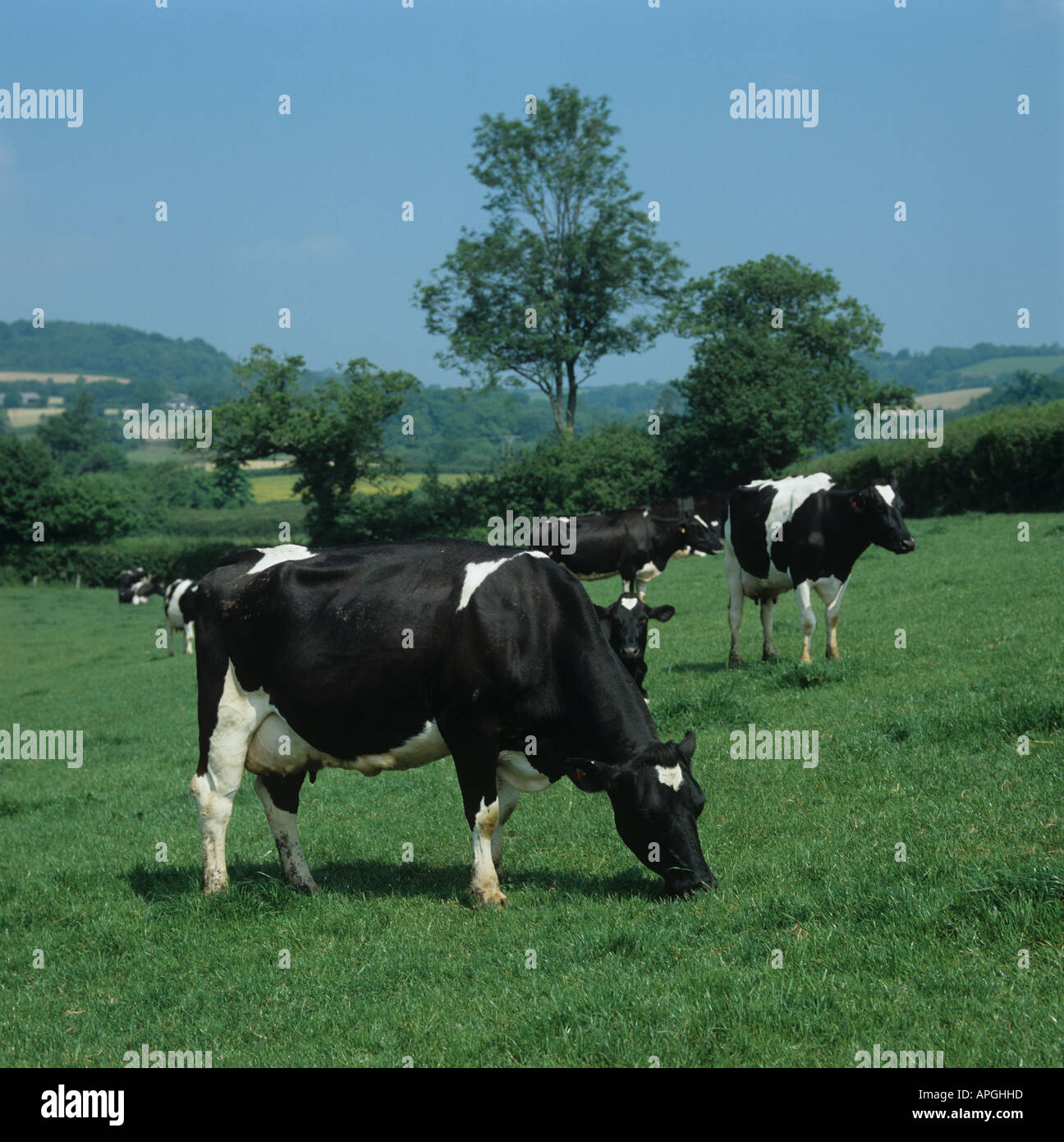 Holstein Friesian dairy cow on good summer pasture East Devon Stock ...