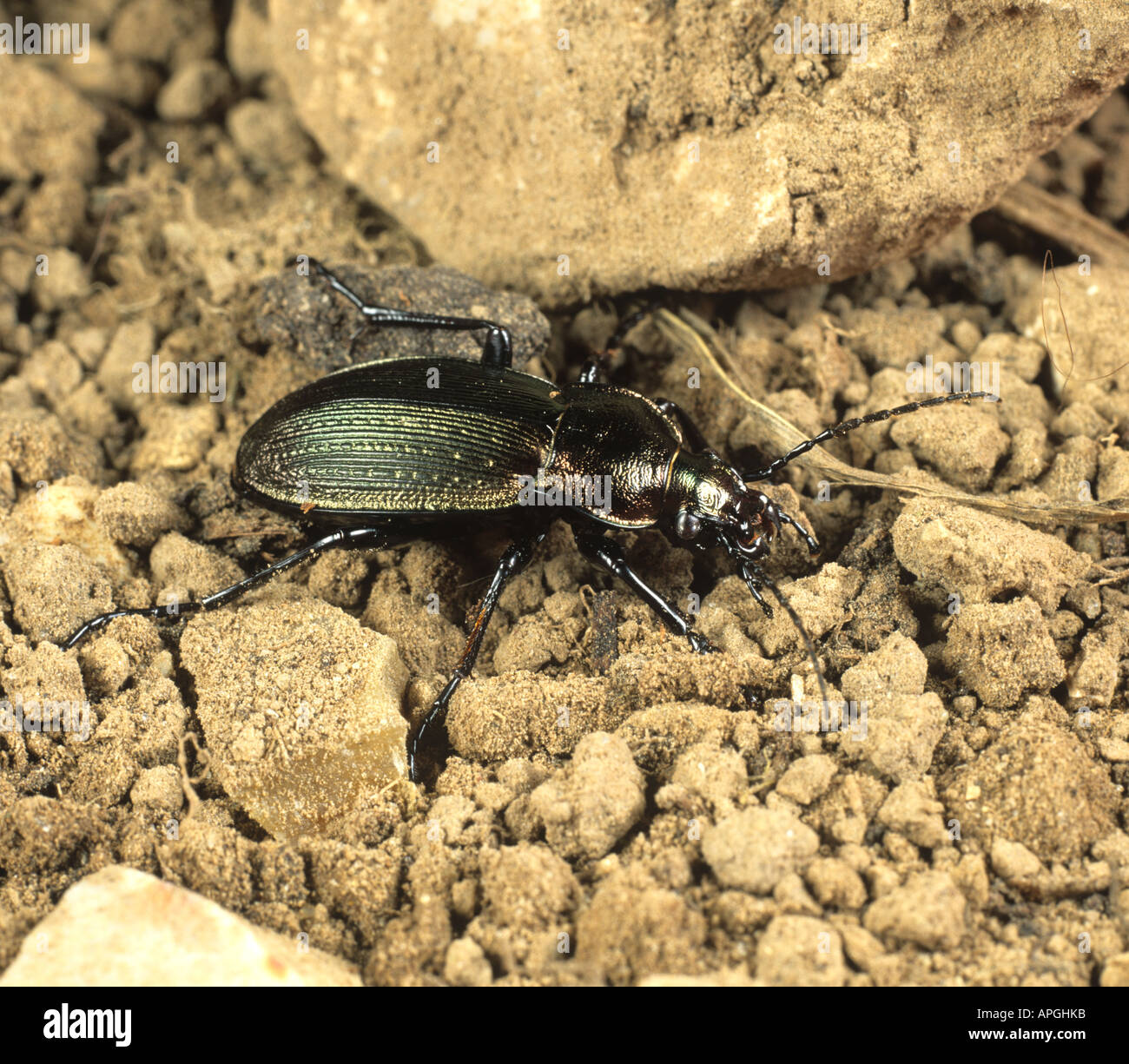 A ground beetle Carabus monilis on soil Dartmoor Stock Photo