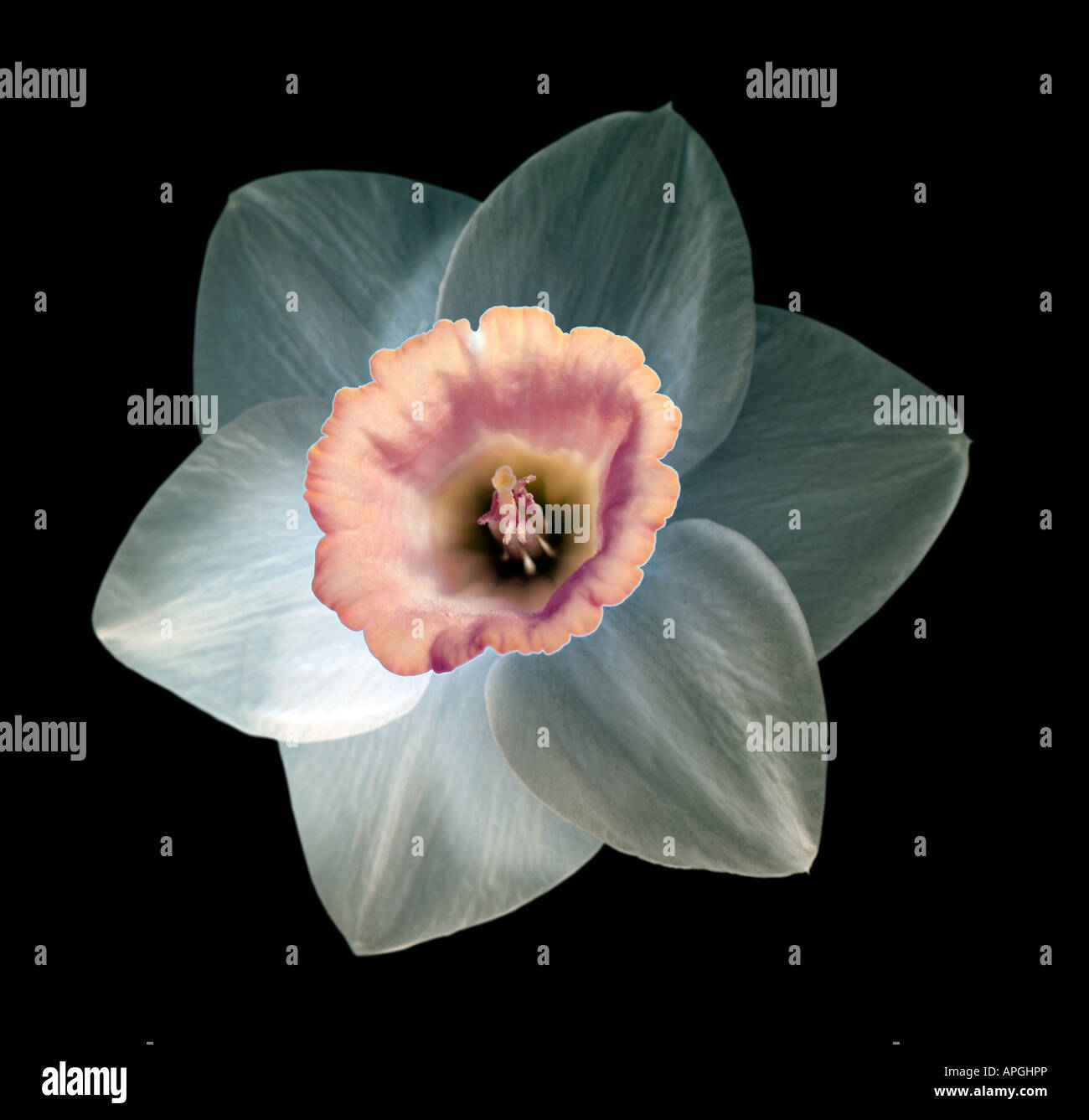 Close up concept conceptual metaphor metaphorical symbolic symbol bloom ...