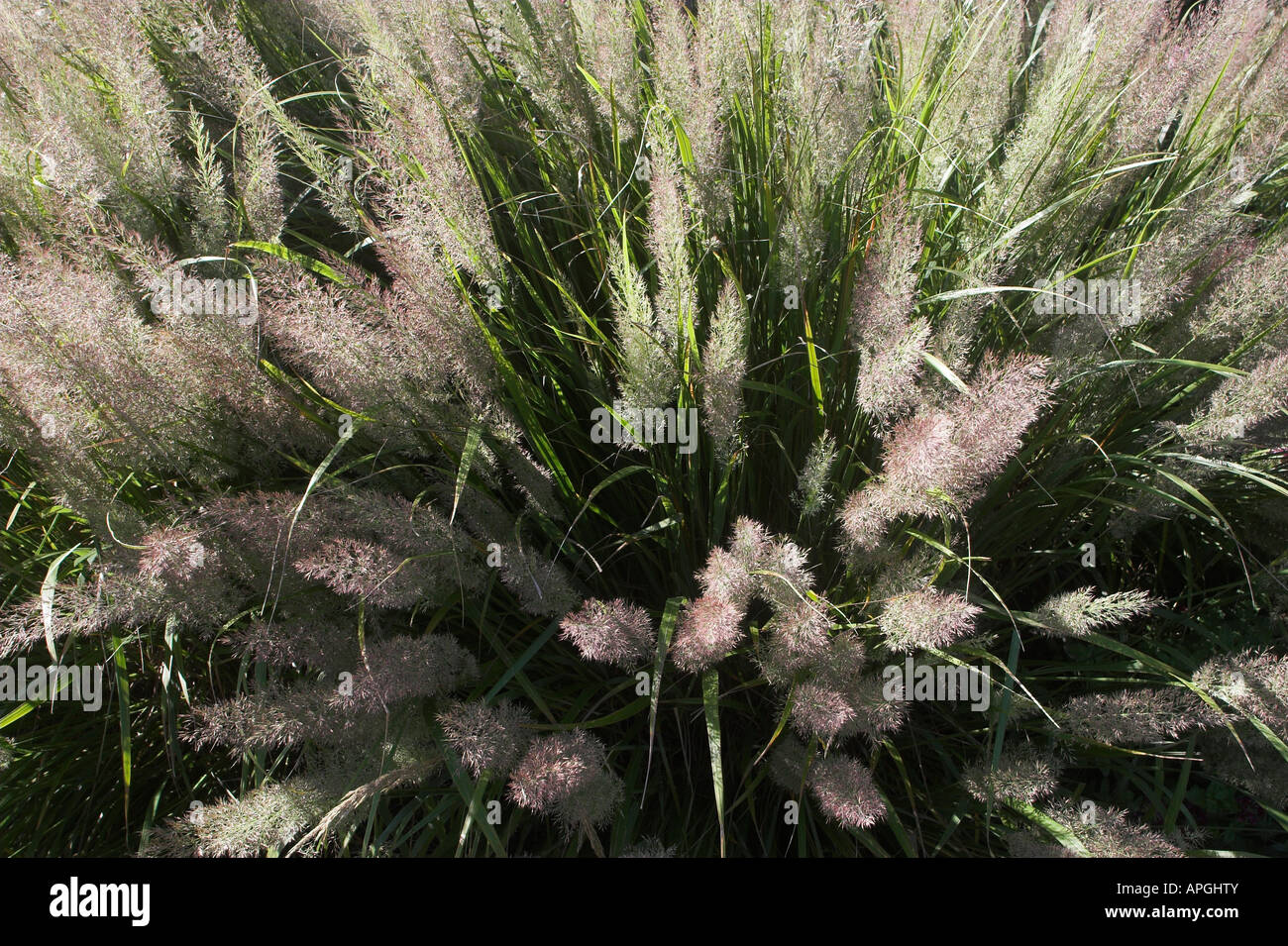 Stipa brachytricha Korean Feather Reed Grass aka Calamagrostis brachytricha Stock Photo