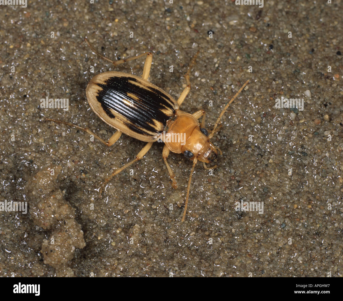 A carabid beetle Nebria complanata adult on sand Stock Photo