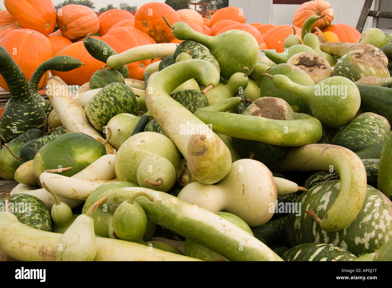 Pumpkins for sale at market Stock Photo - Alamy
