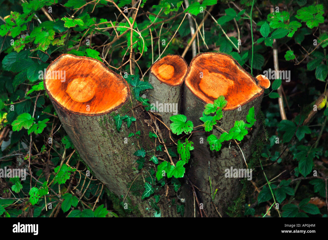 Tree Stumps Stock Photo