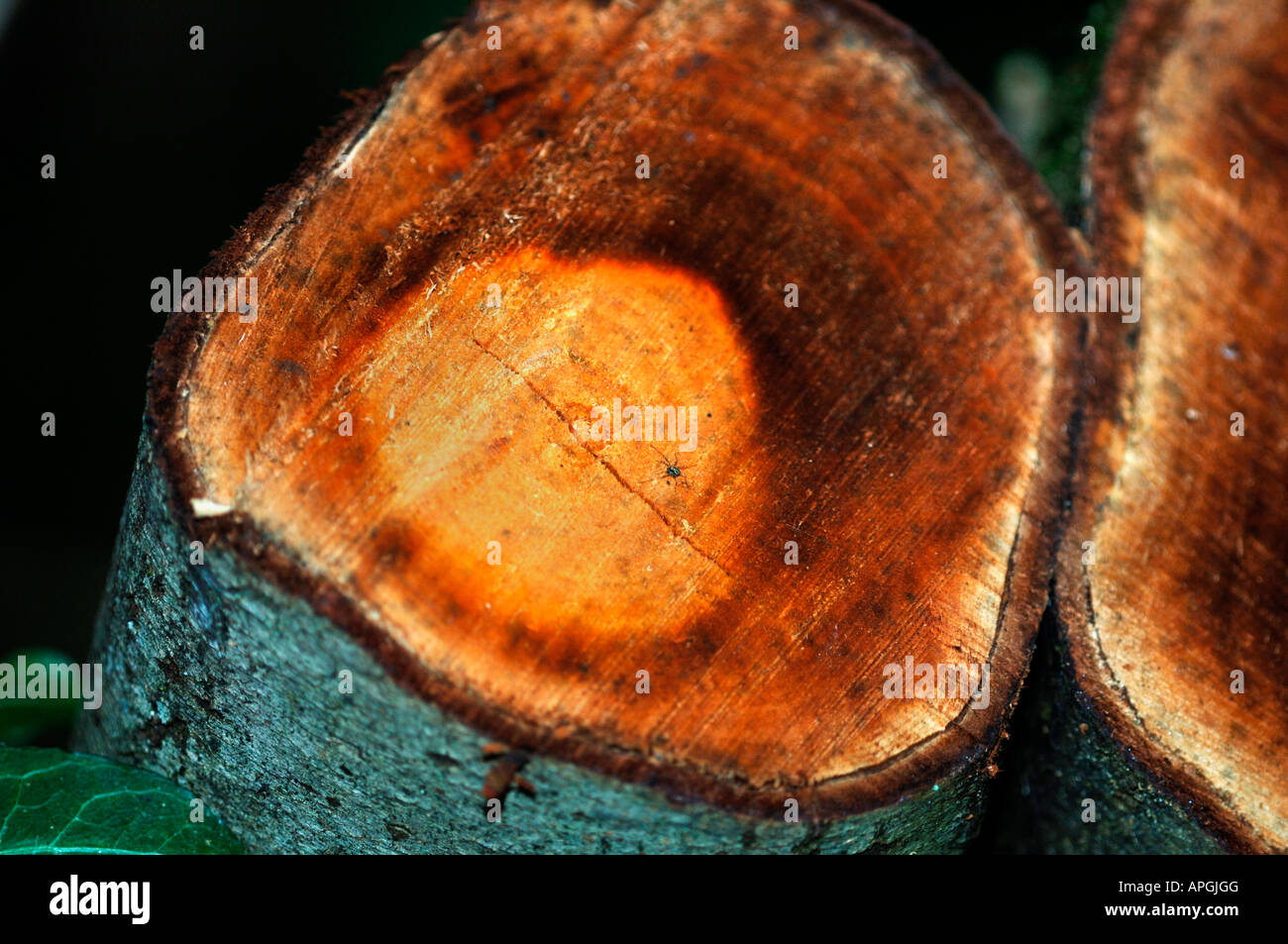 The Colourful Natural Tops Of A Tree Stumps Stock Photo - Alamy