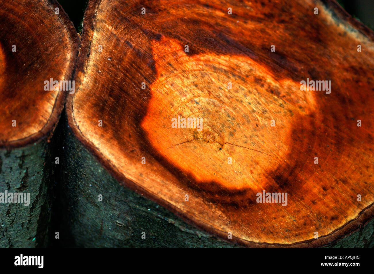 The Colourful Natural Tops Of A Tree Stumps. Stock Photo
