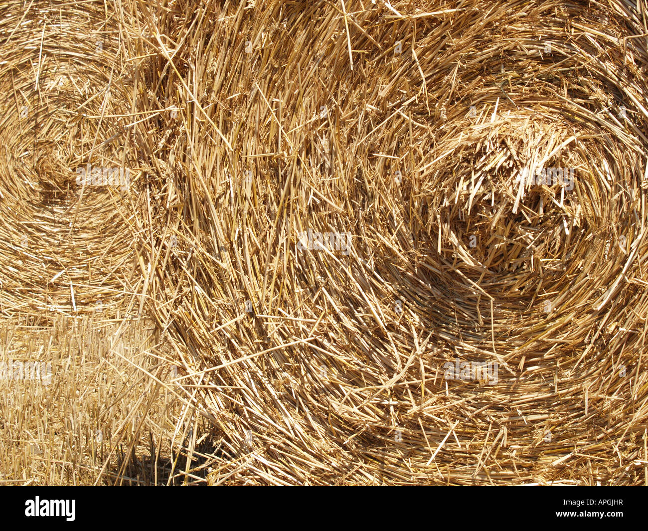 circular golden cylinder wheat hay bale Stock Photo Alamy