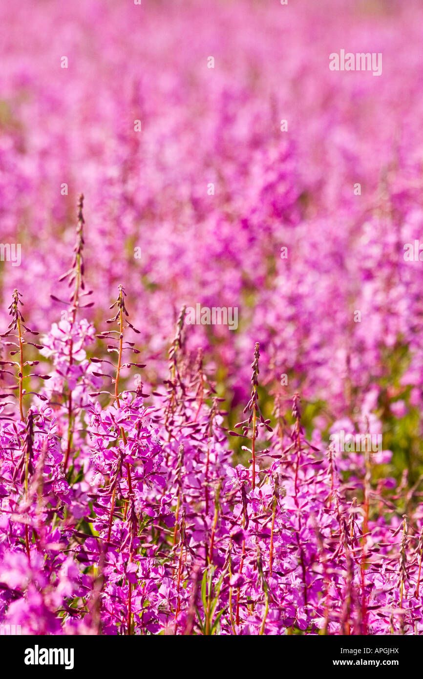 North slope haul road hires stock photography and images Alamy