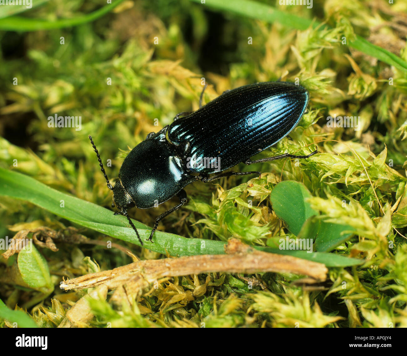 An adult metallic blue click beetle Selatosmosus aeneus on moss Stock Photo