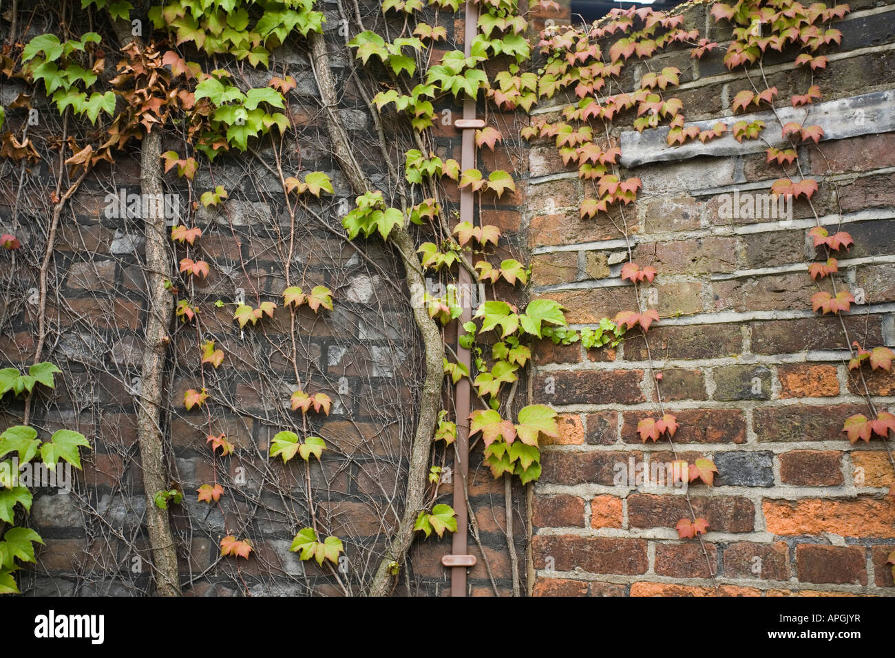 Virginia creeper growing on a brick wall, Parthenocissus quinquefolia Stock Photo