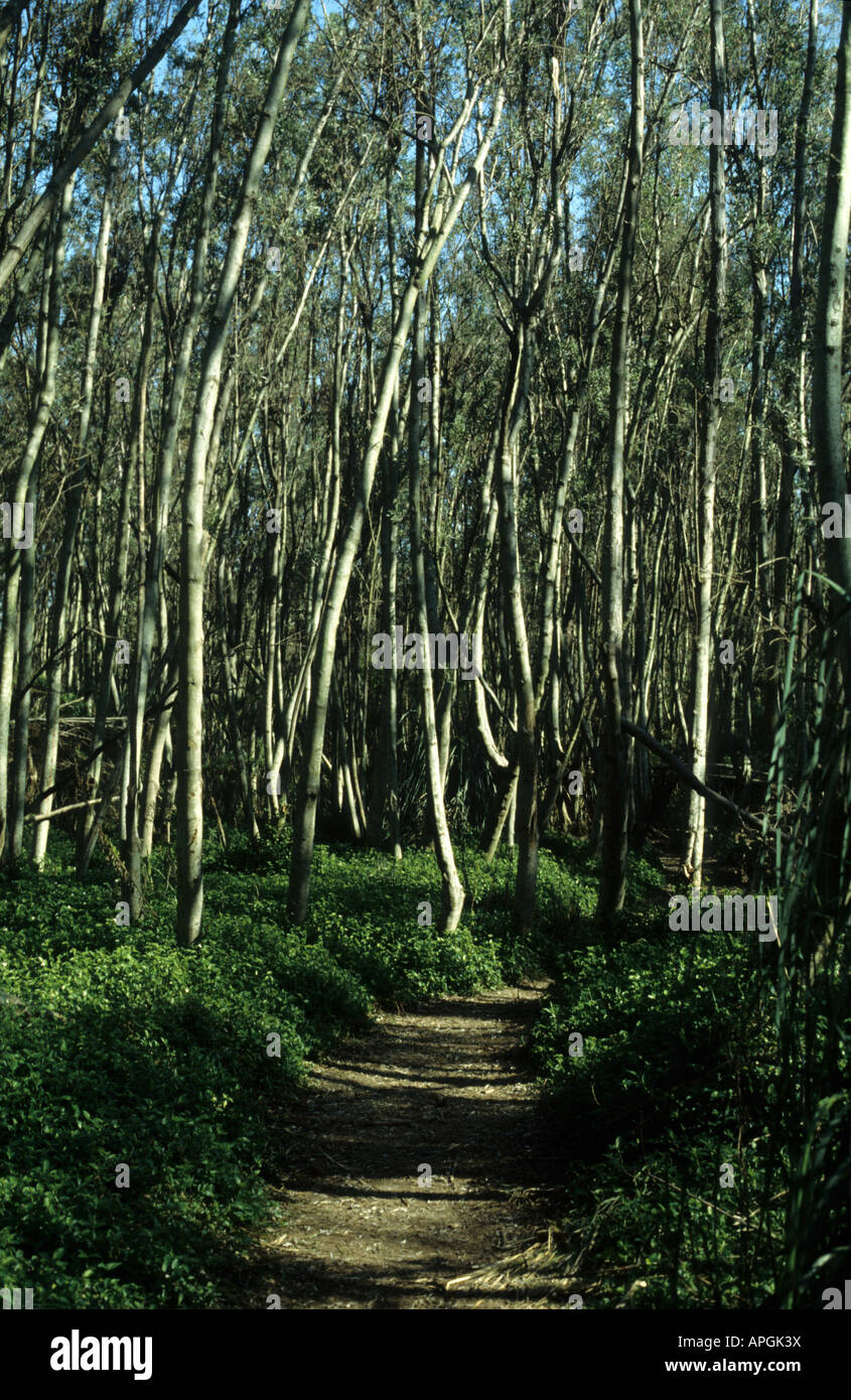 Alnus tree forest. Buenos Aires, Argentina Stock Photo