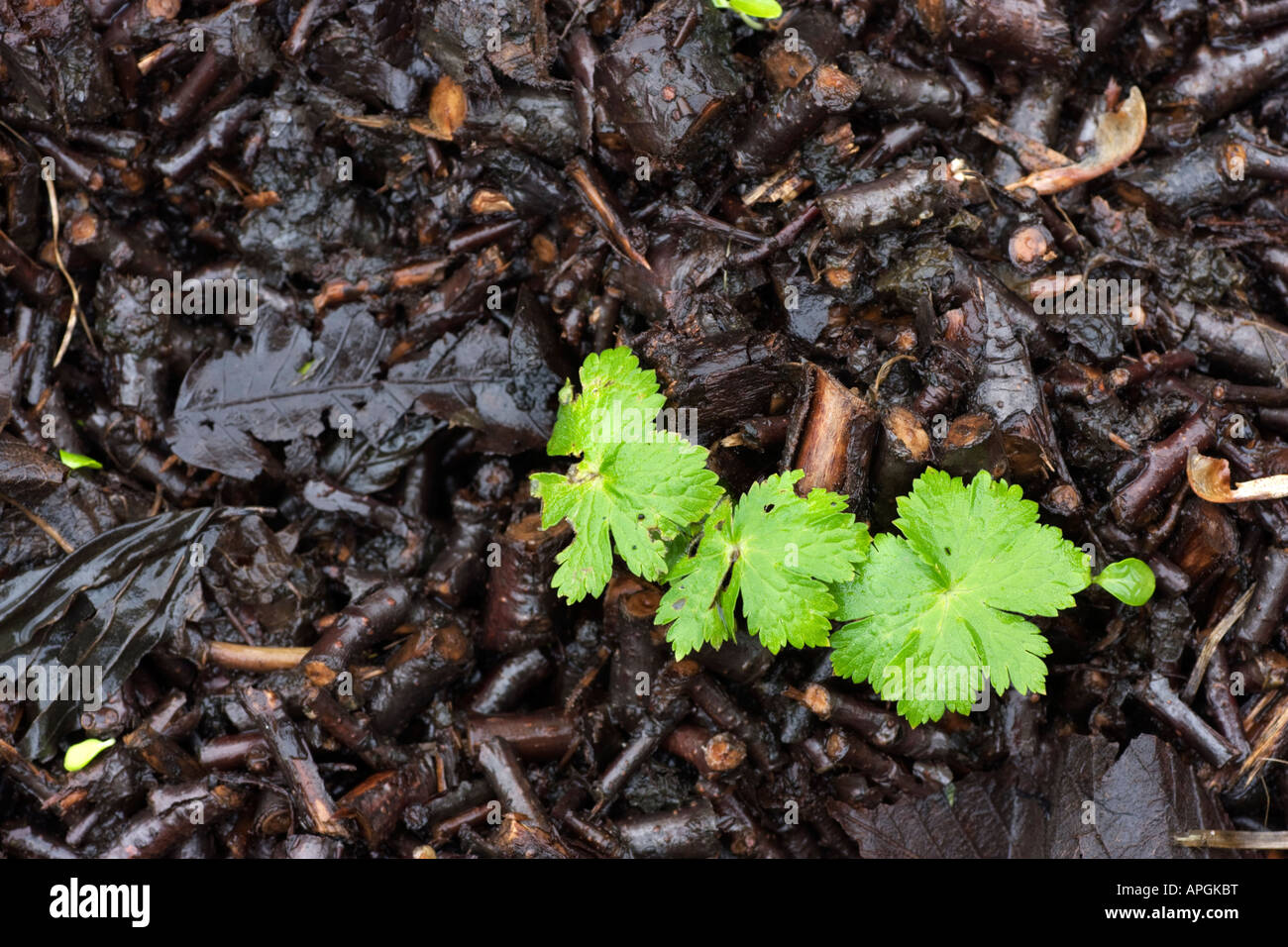 Bright green leaves of a hardy geranium emerging between wet chipped wood. A contrast between living green and dead brown Stock Photo