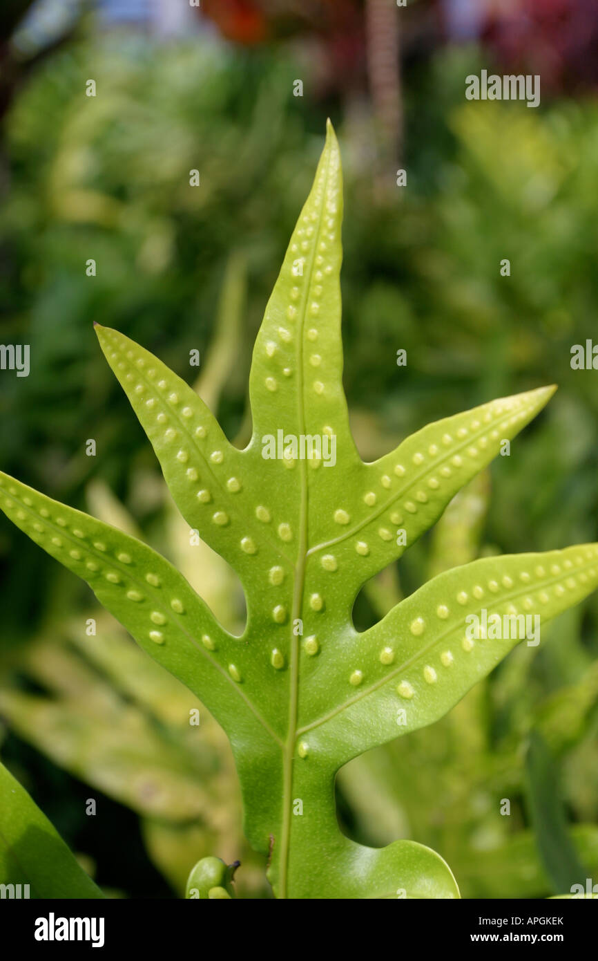 Lauae fern, Hawaii Stock Photo - Alamy