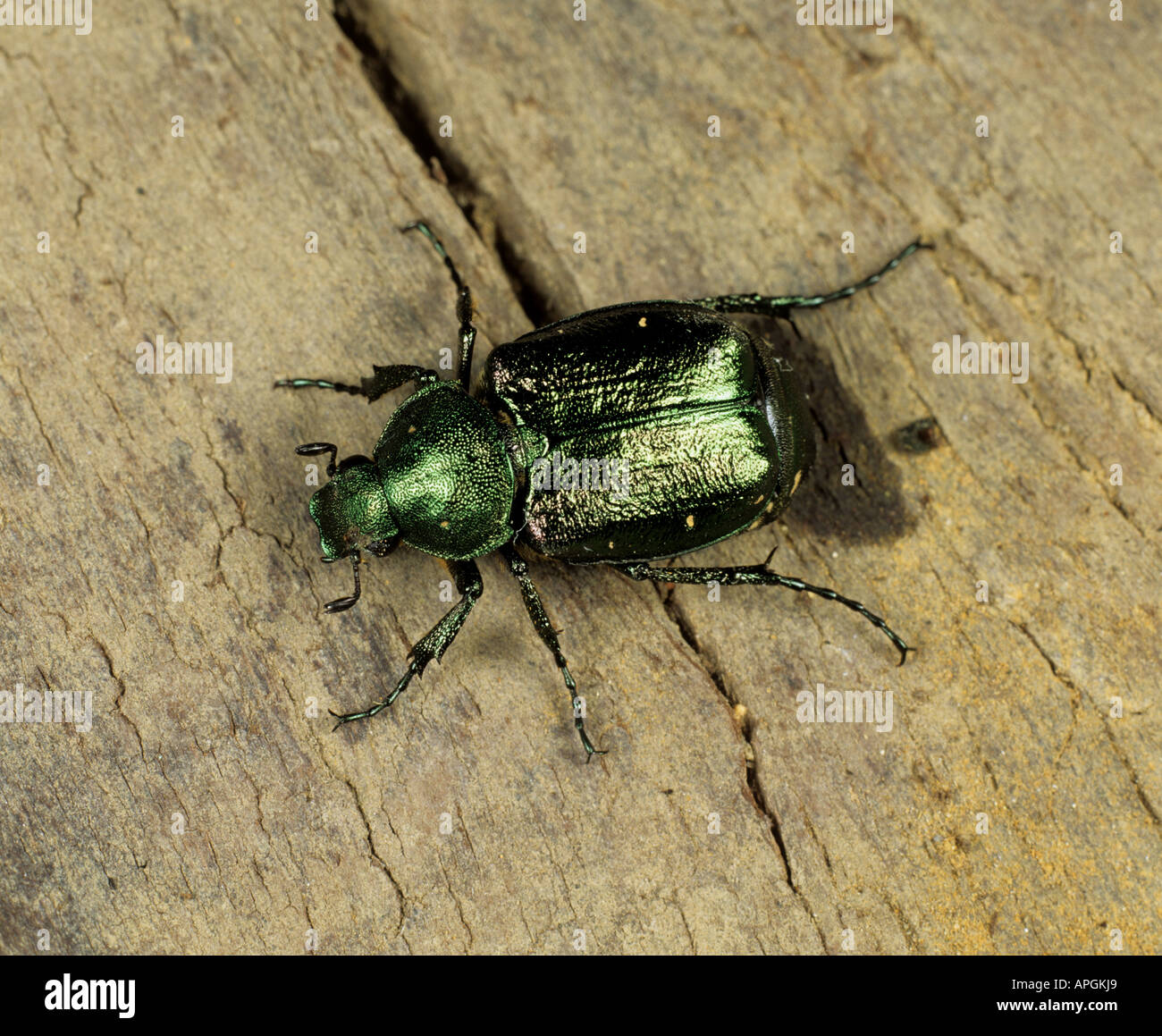 A chafer Gnorimus nobilis rare and considered to be vulnerable in the UK Stock Photo
