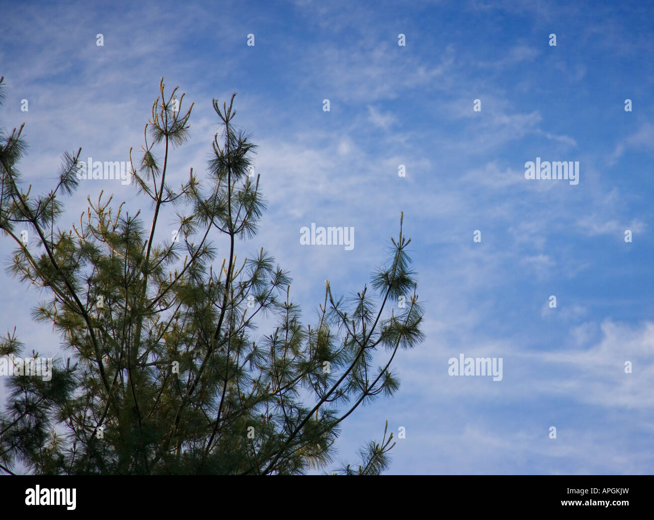 Pine trees against a blue sky Stock Photo - Alamy