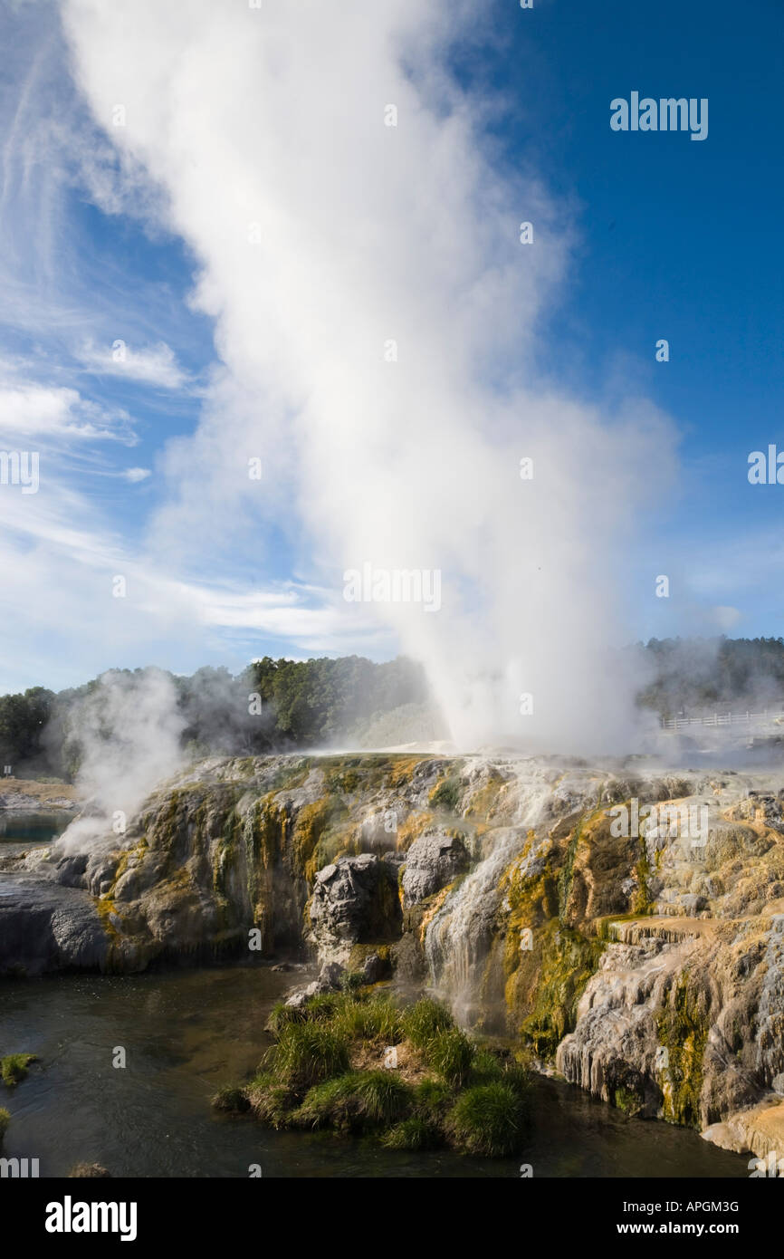 Pōhutu Geyser Exploding Pohutu geyser erupting steaming water in Te Puia in Whakarewarewa ...