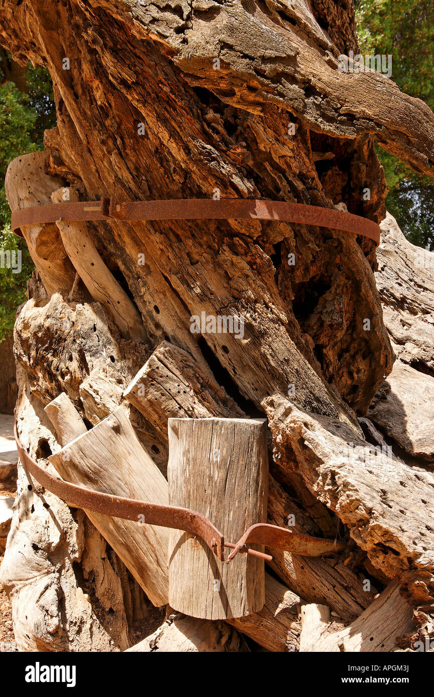 Judea the trunk of Abraham s Oak Kermes Oak at the Russian Orthodox